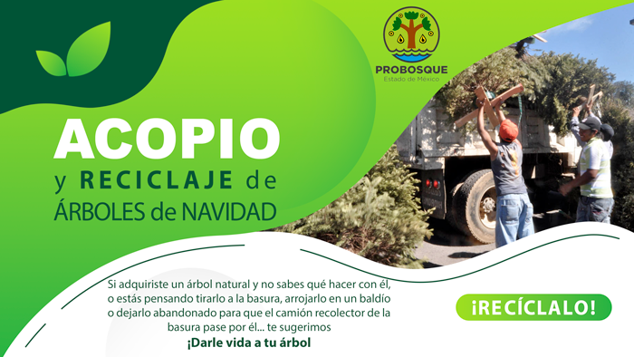 Acopio y reciclaje de árboles de Navidad | Portal Ciudadano del Gobierno  del Estado de México